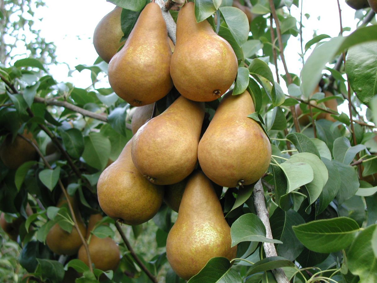Bosc kobak